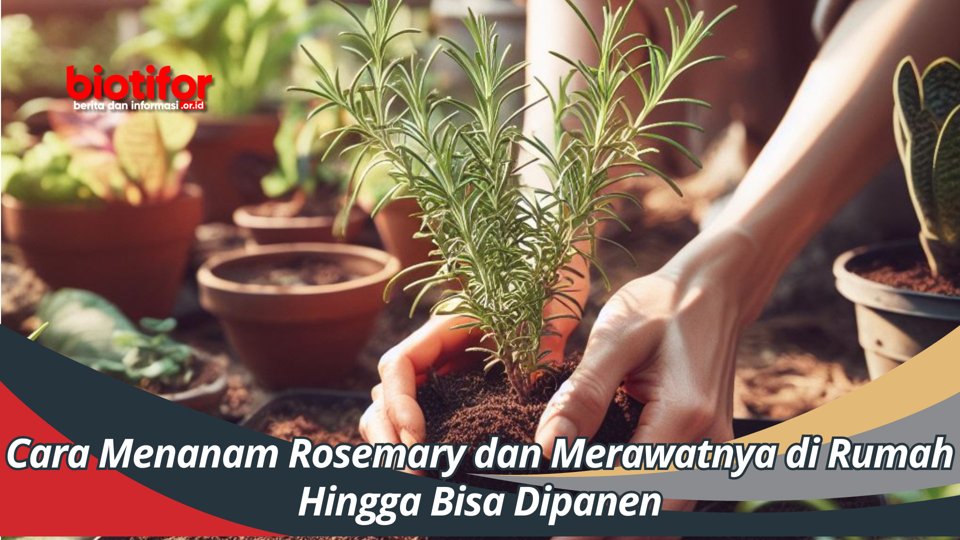 Cara Menanam Rosemary dan Merawatnya di Rumah Hingga Bisa Dipanen