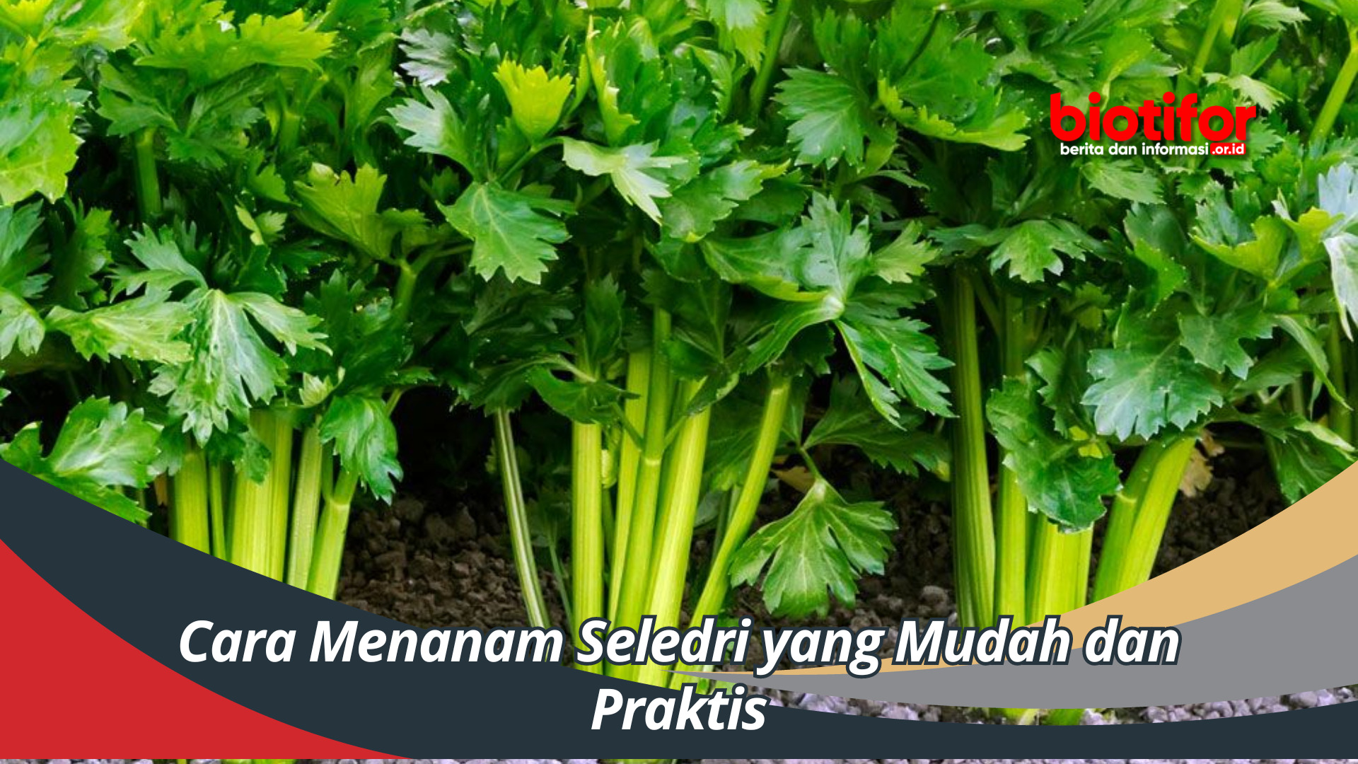 Cara Menanam Seledri yang Mudah dan Praktis