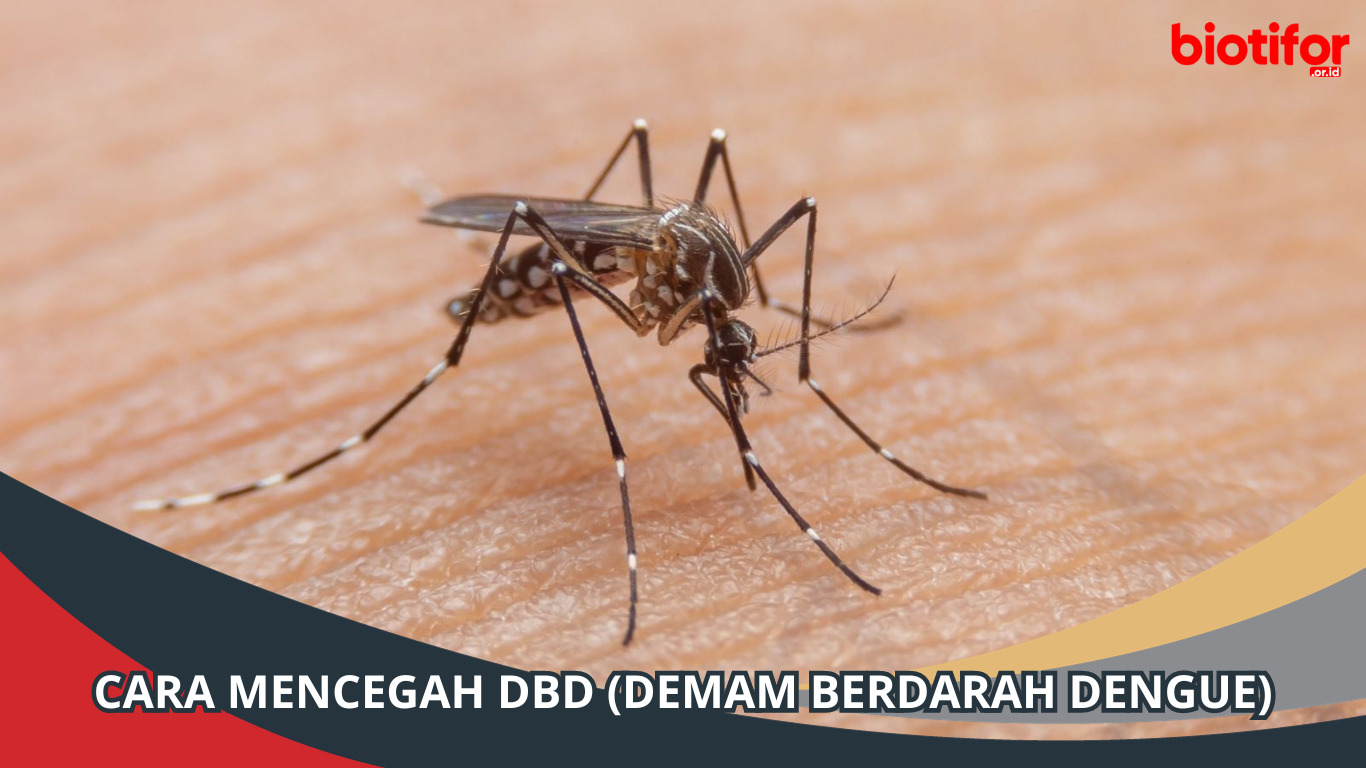 Cara Mencegah DBD (Demam Berdarah Dengue) Secara Efektif