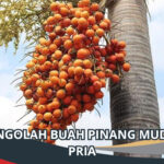 Cara Mengolah Buah Pinang Muda untuk Pria