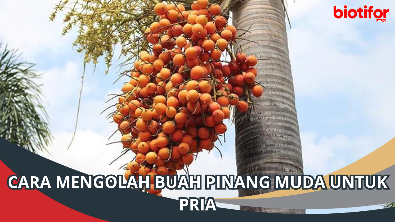 Cara Mengolah Buah Pinang Muda untuk Pria