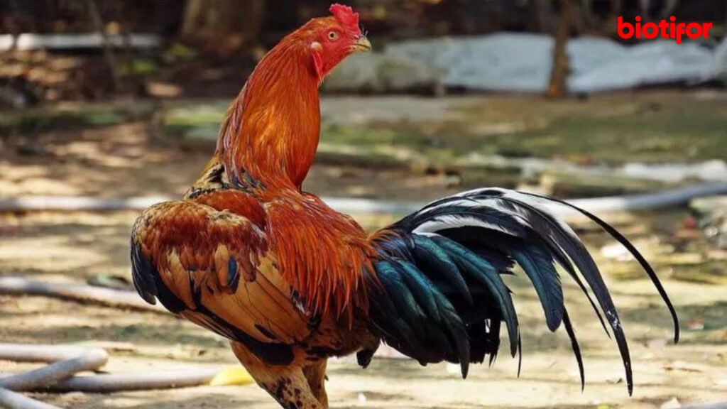 Cara Merawat Ayam Bangkok