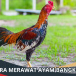 Cara Merawat Ayam Bangkok