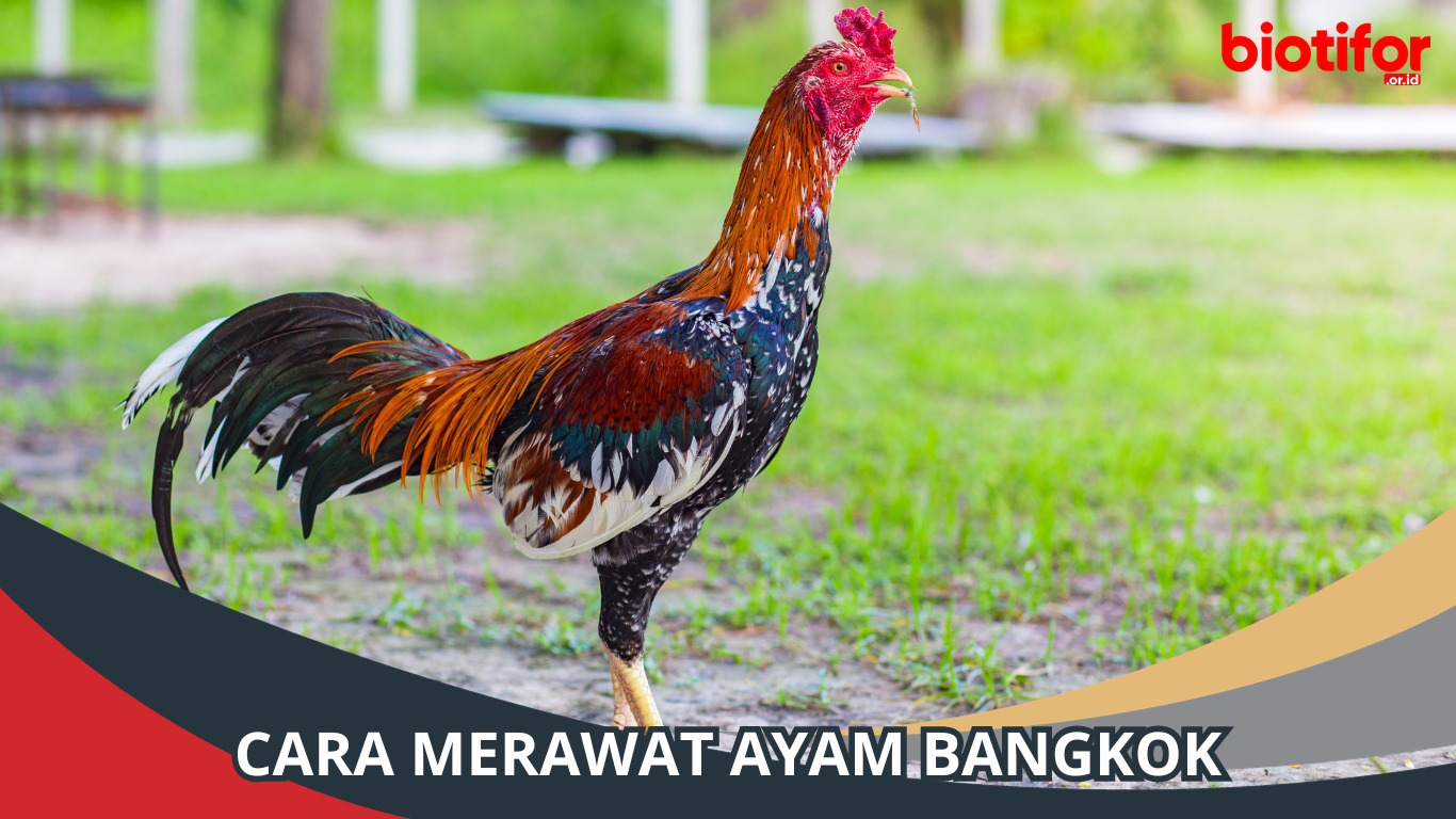 Cara Merawat Ayam Bangkok dengan Benar