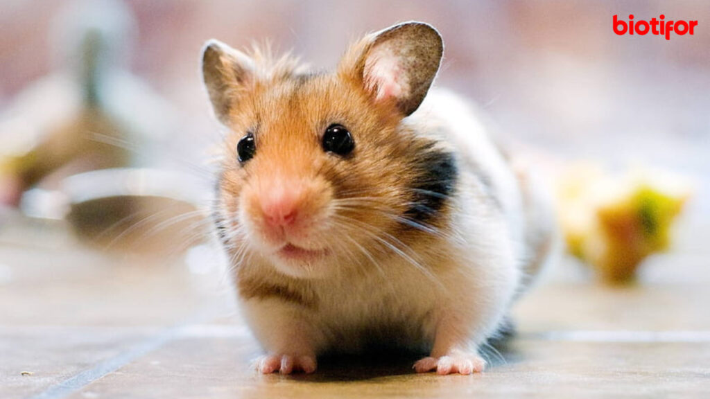 Tahapan Cara Merawat Hamster dengan Baik