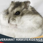 Cara Merawat Hamster