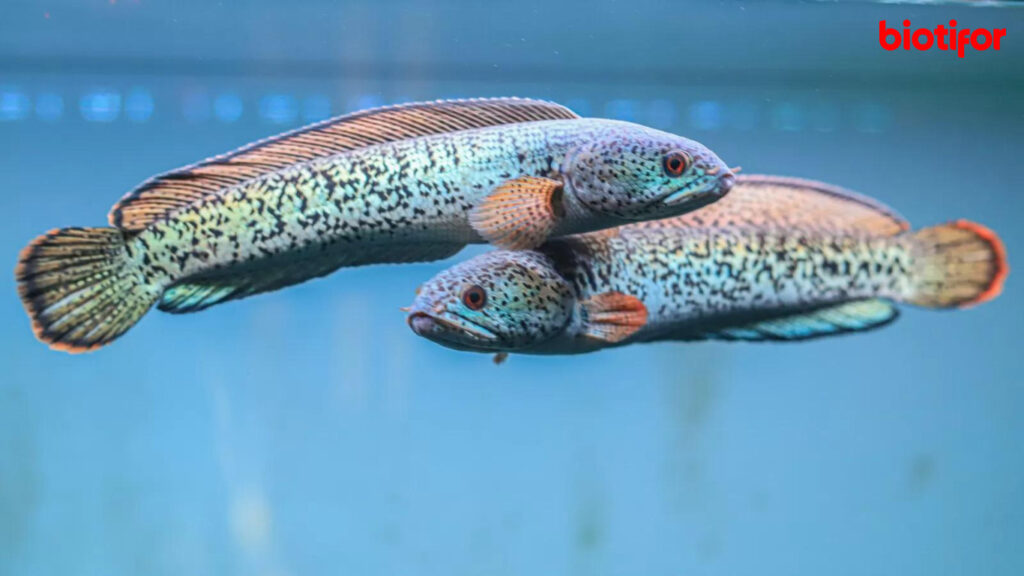 Cara Merawat Ikan Channa dengan Benar