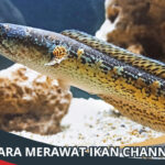 Cara Merawat Ikan Channa