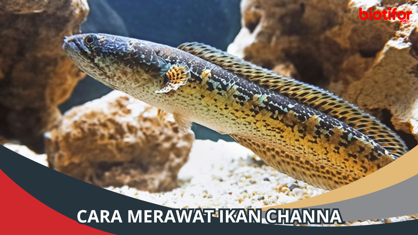 Cara Merawat Ikan Channa Agar Tetap Sehat, Simak!