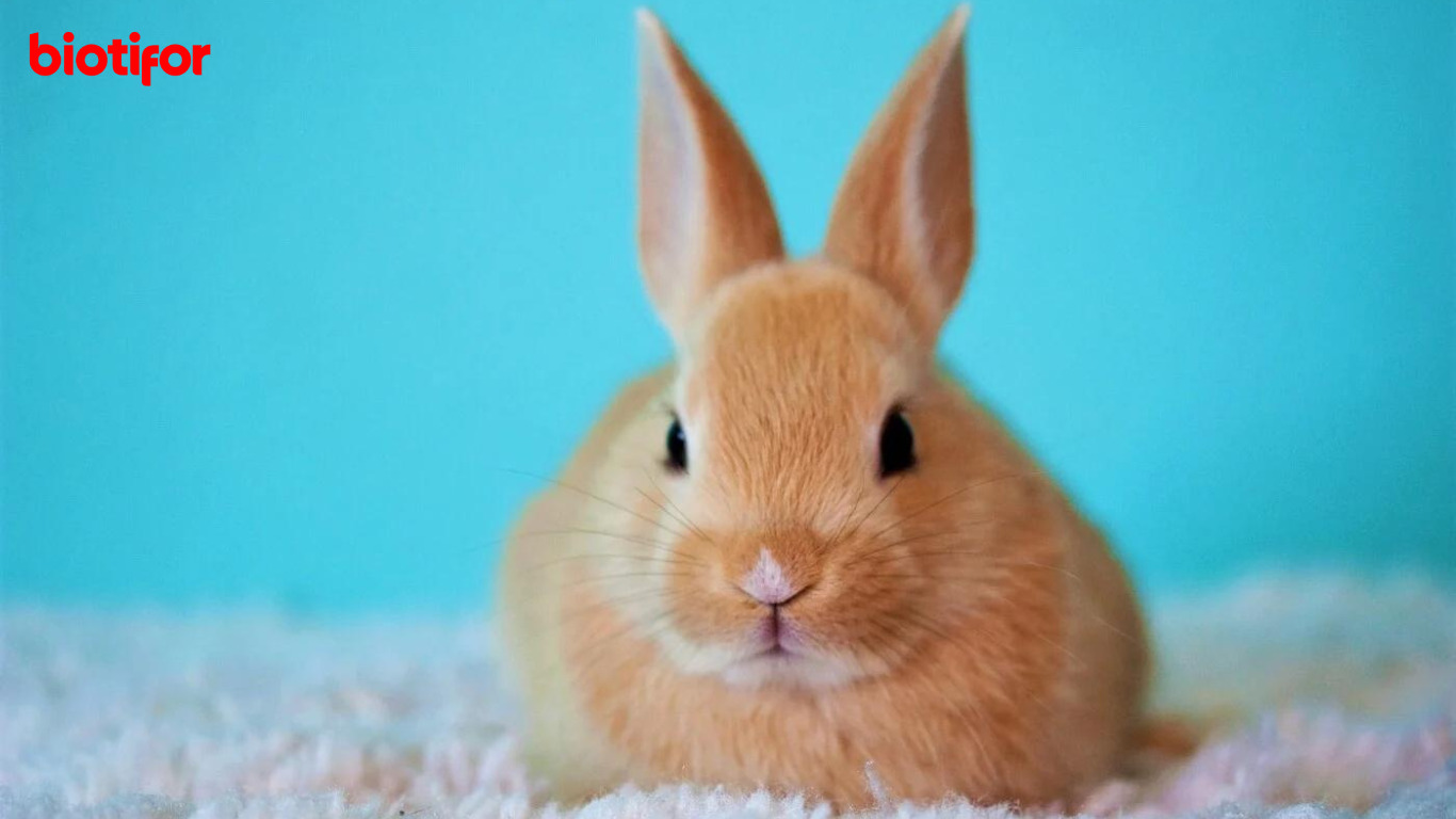 Kesejahteraan Kelinci: Panduan Merawatnya dengan Tepat Kesejahteraan Kelinci: Panduan Merawatnya dengan Tepat