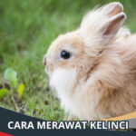 Cara Merawat Kelinci