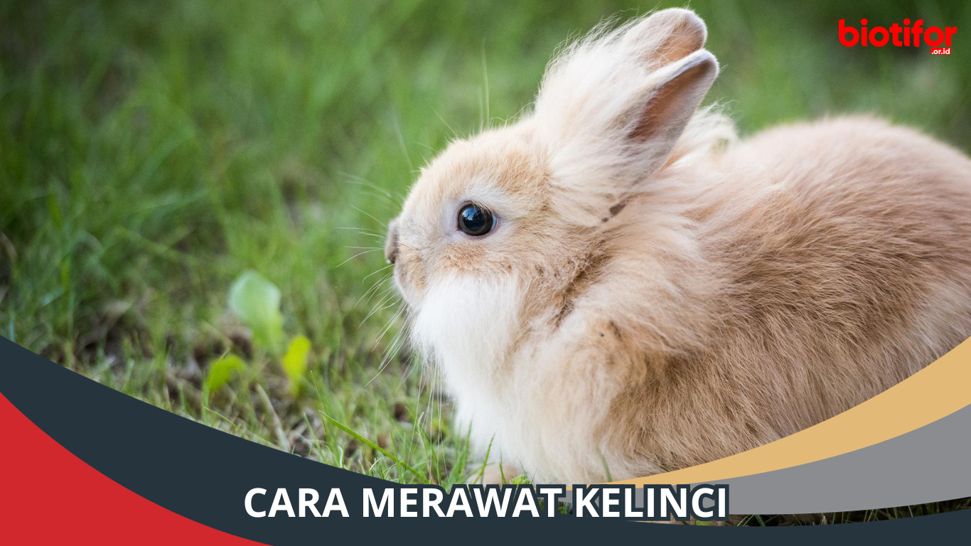 Cara Merawat Kelinci, Panduan Lengkap Untuk Pemilik Kelinci