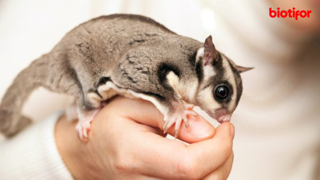 Cara Merawat Sugar Glider