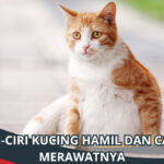 Ciri-Ciri Kucing Hamil