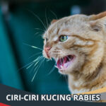 Ciri-Ciri Kucing Rabies