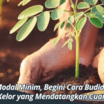 Dengan Modal Minim, Begini Cara Budidaya Daun Kelor yang Mendatangkan Cuan