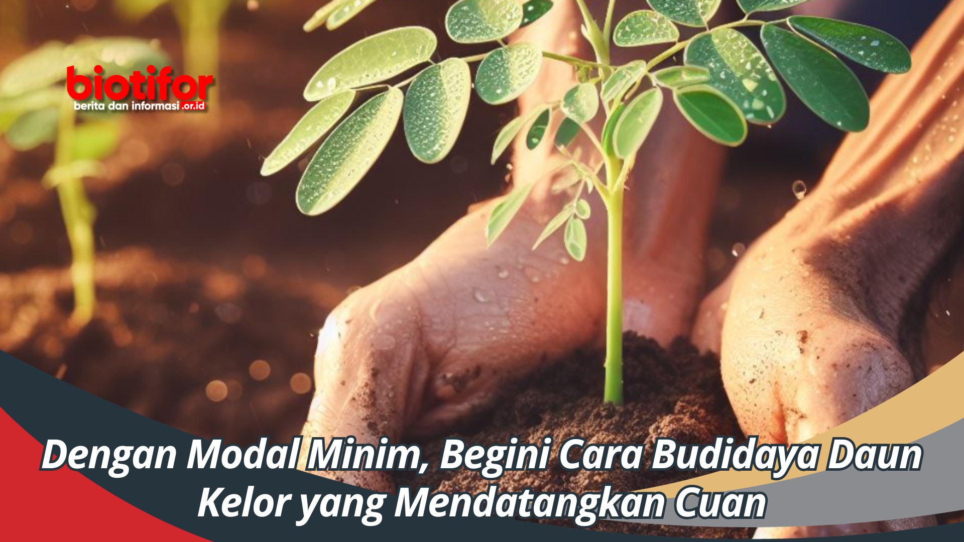 Dengan Modal Minim, Begini Cara Budidaya Daun Kelor yang Mendatangkan Cuan