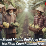 Dengan Modal Minim, Budidaya Pisang Bisa Hasilkan Cuan Puluhan Juta