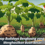 Empat Tahap Budidaya Bengkoang yang Benar dan Menghasilkan Buah Besar