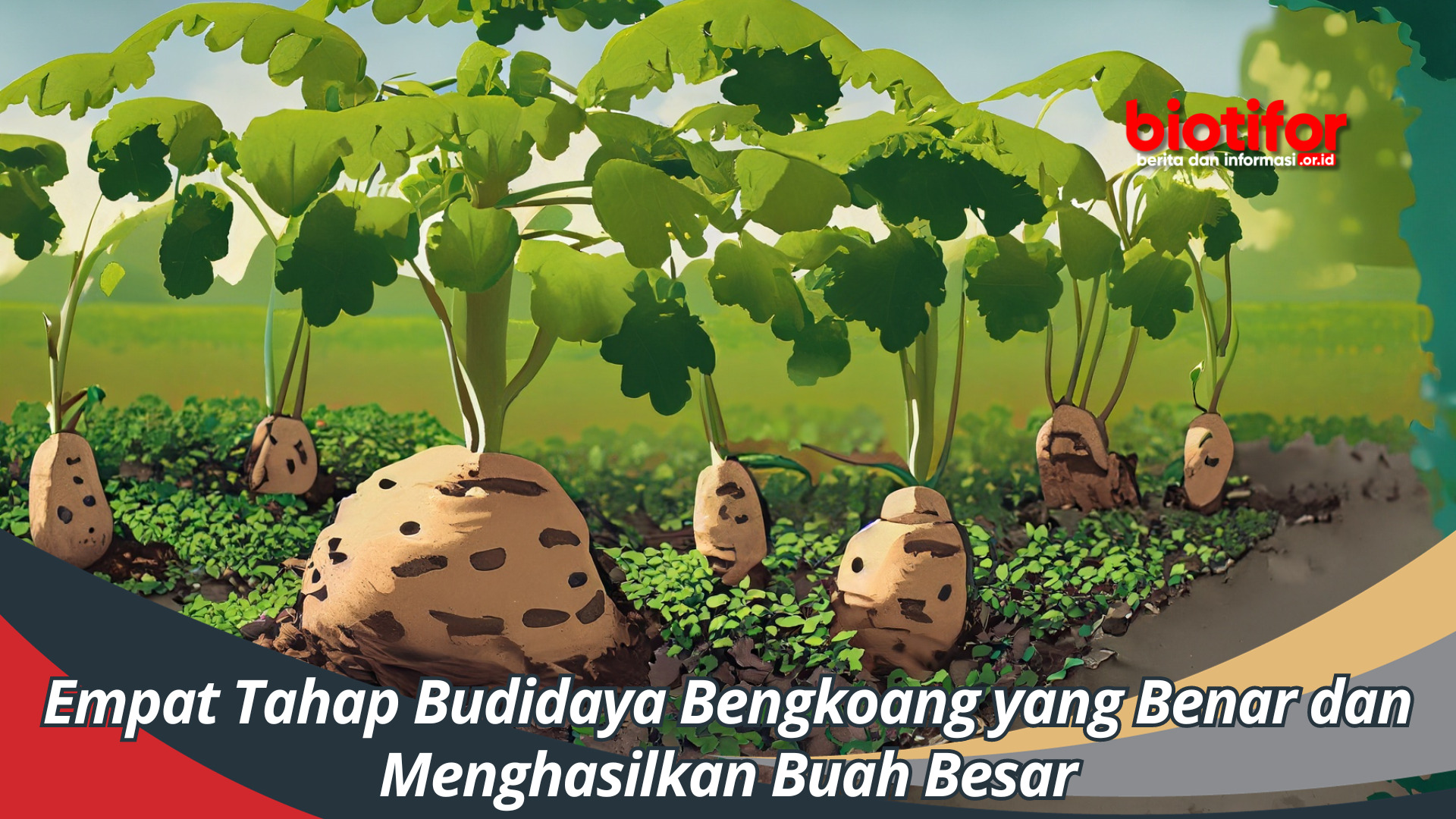 Empat Tahap Budidaya Bengkoang yang Benar dan Menghasilkan Buah Besar