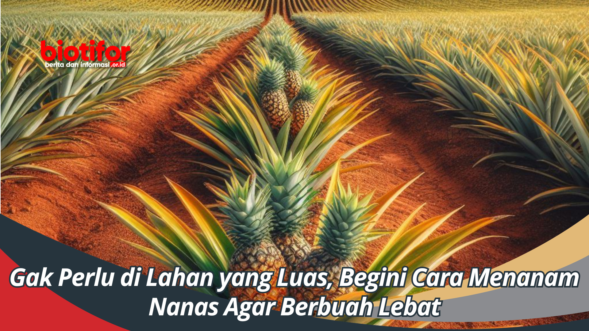 Gak Perlu di Lahan yang Luas, Begini Cara Menanam Nanas Agar Berbuah Lebat