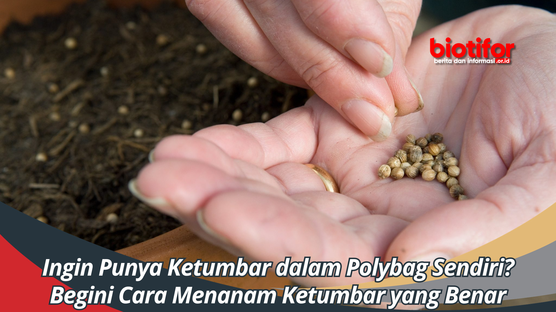 Ingin Punya Ketumbar dalam Polybag Sendiri? Begini Cara Menanam Ketumbar yang Benar