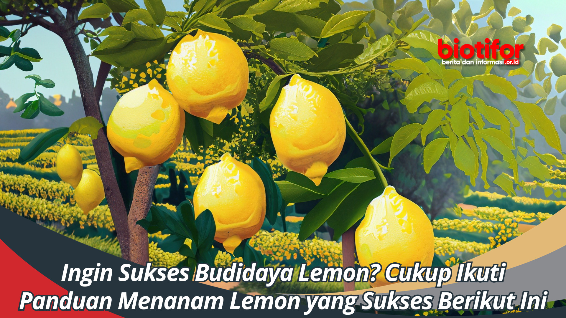 Ingin Sukses Budidaya Lemon Cukup Ikuti Panduan Menanam Lemon yang Sukses Berikut Ini