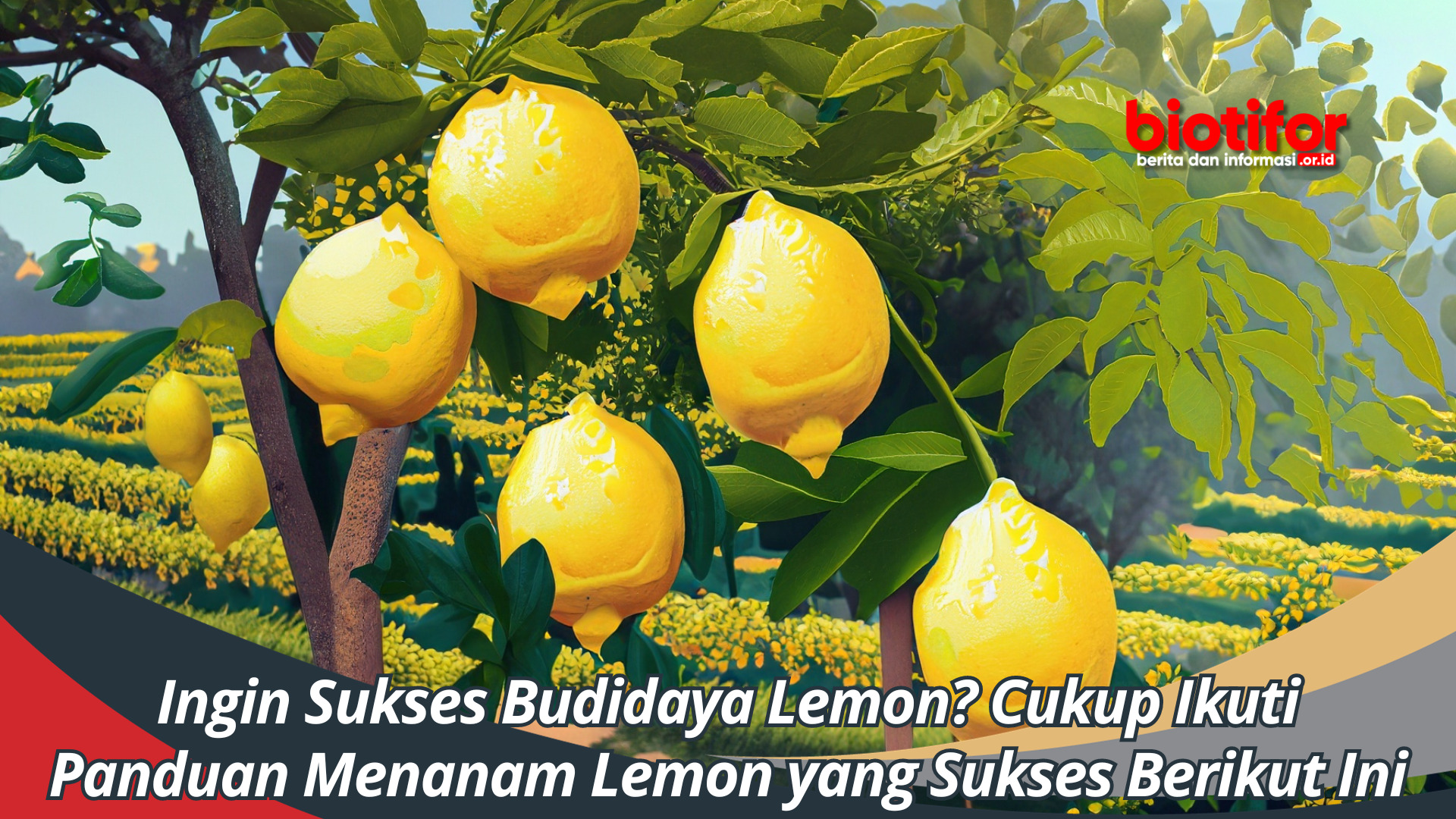 Ingin Sukses Budidaya Lemon? Cukup Ikuti Panduan Menanam Lemon yang Sukses Berikut Ini