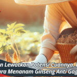 Jangan Lewatkan Potensi Cuannya, Begini Cara Menanam Ginseng Anti Gagal