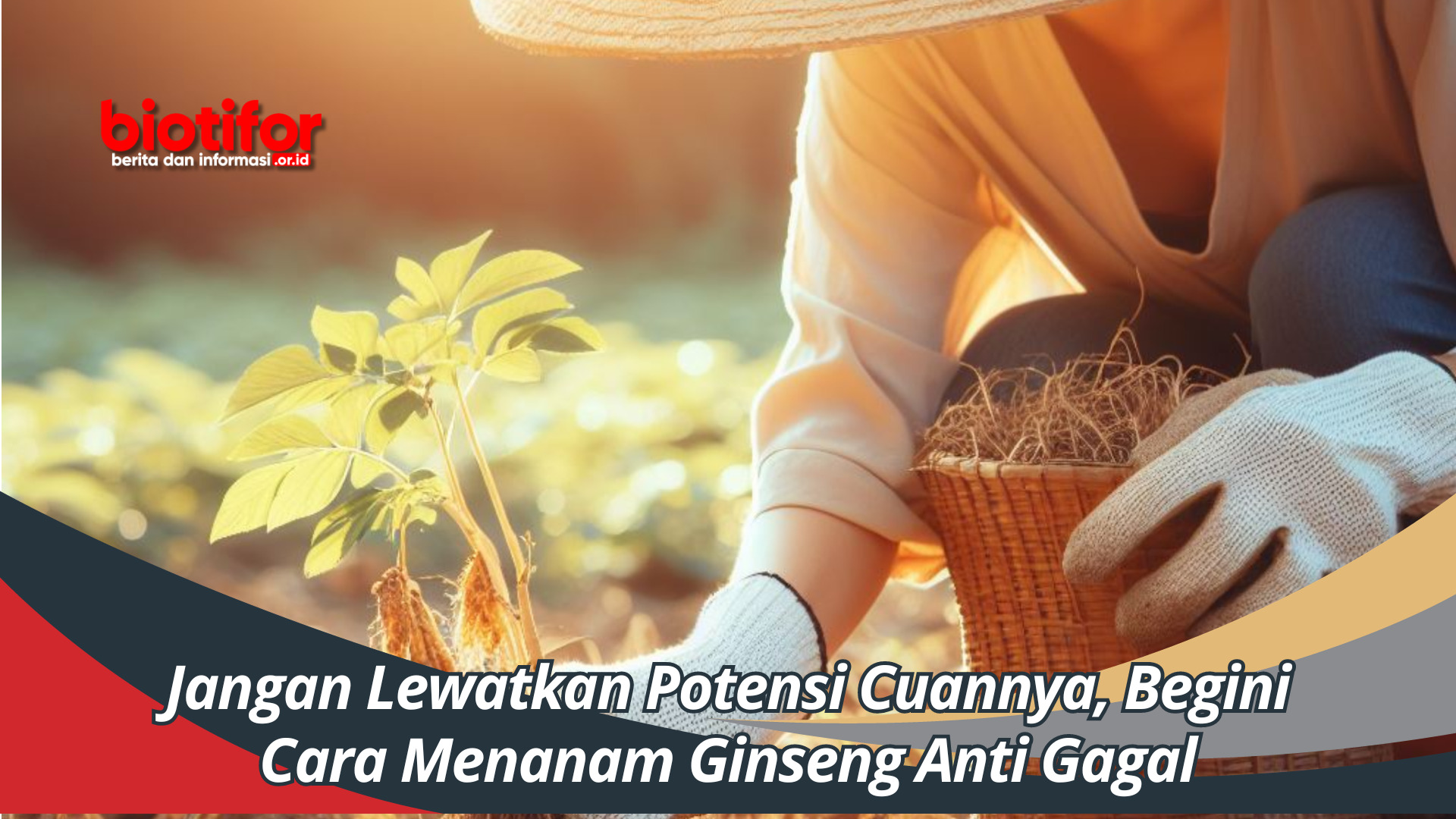 Jangan Lewatkan Potensi Cuannya, Begini Cara Menanam Ginseng Anti Gagal