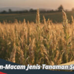 Jenis Tanaman Serealia