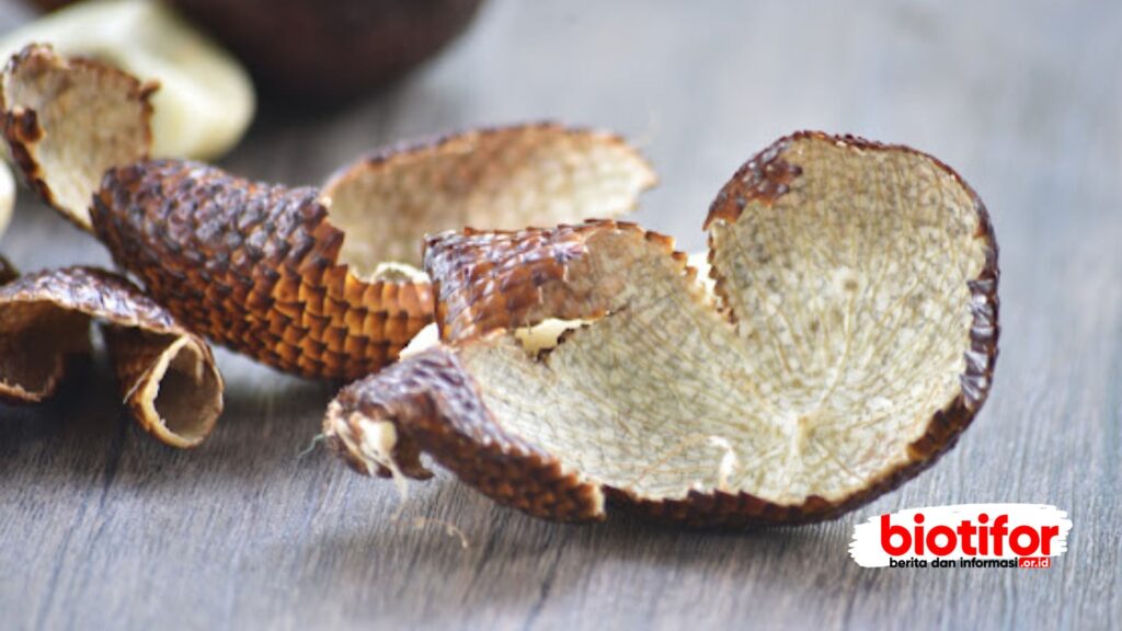 Kulit Salak