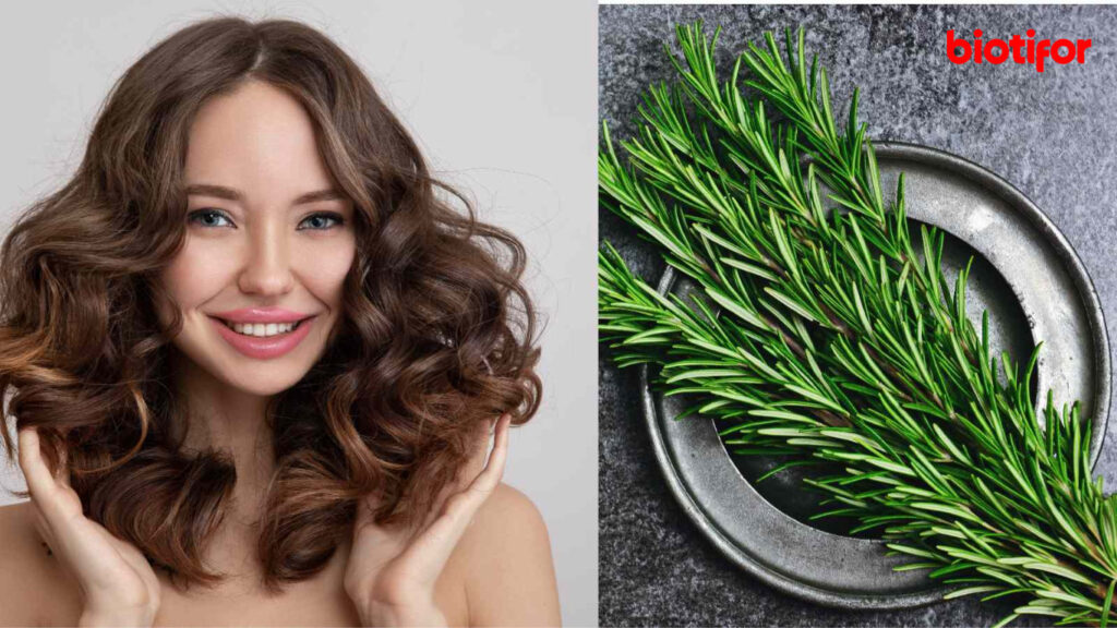 Manfaat Air Rosemary untuk Rambut