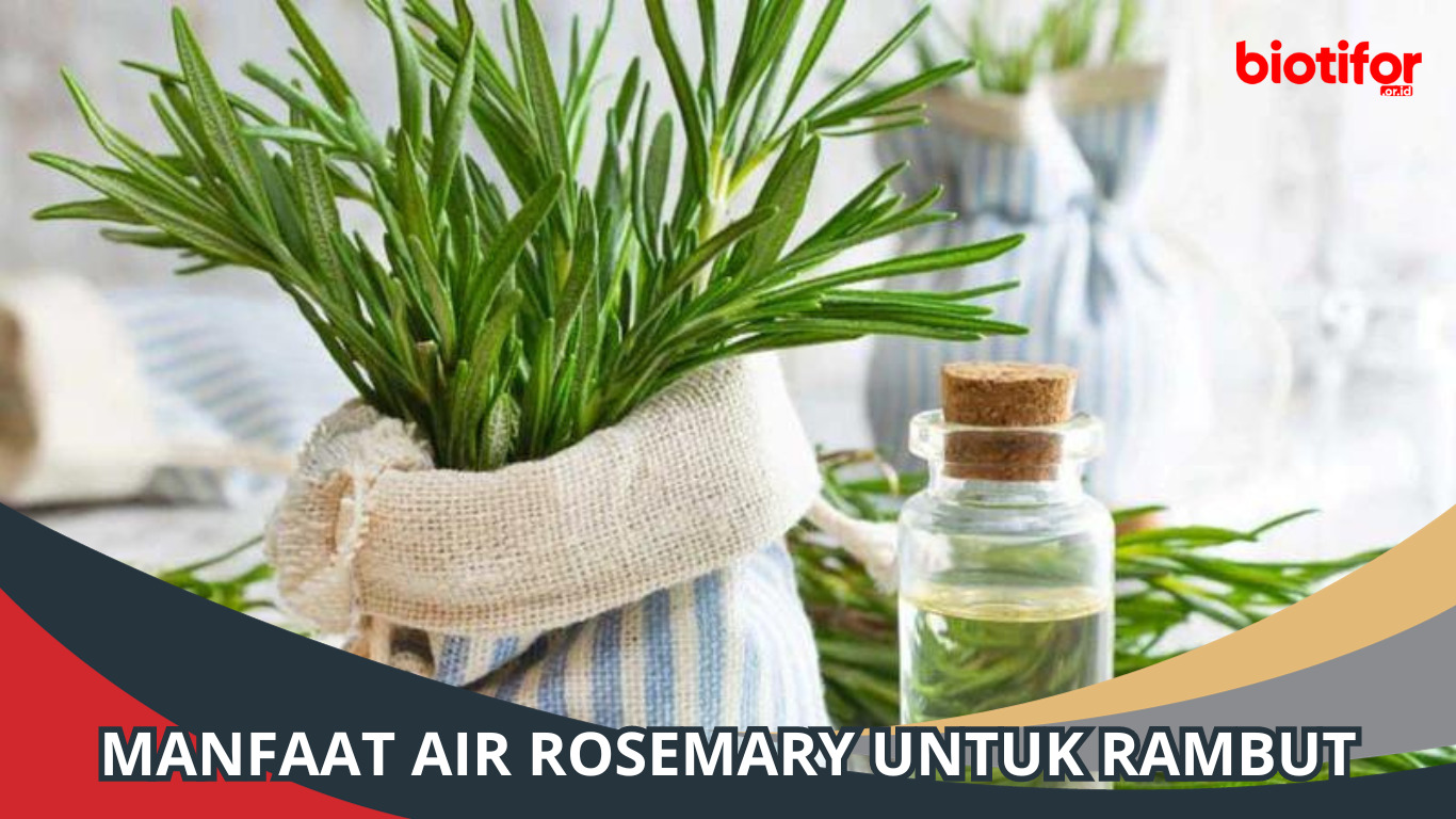 Manfaat Air Rosemary untuk Rambut