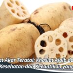 Manfaat Akar Teratai: Khasiat Ajaib dari Alam untuk Kesehatan dan Kecantikan yang Alami