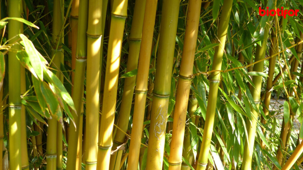 Manfaat Kesehatan Bambu Kuning