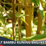 Manfaat Bambu Kuning
