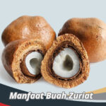 Manfaat Buah Zuriat