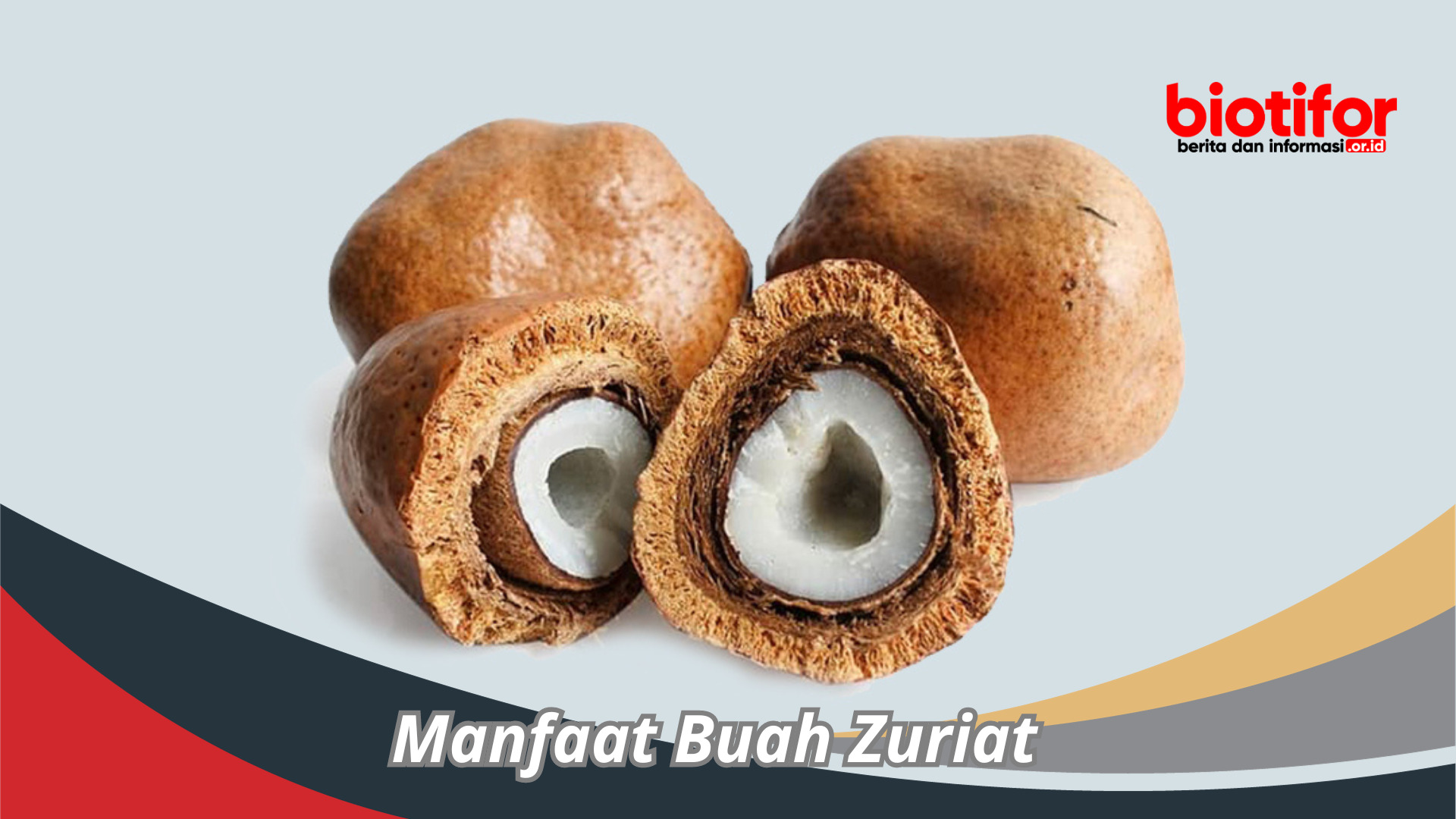 Manfaat Buah Zuriat