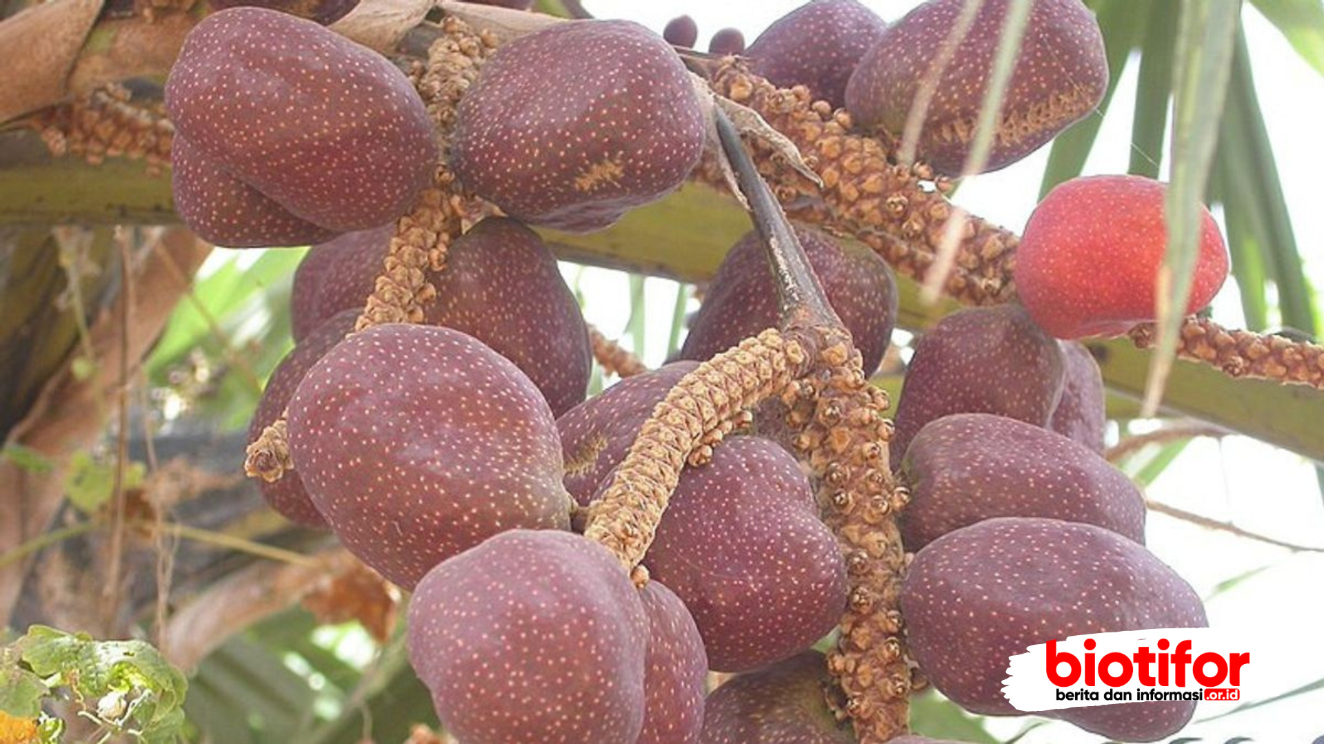 manfaat buah zuriat