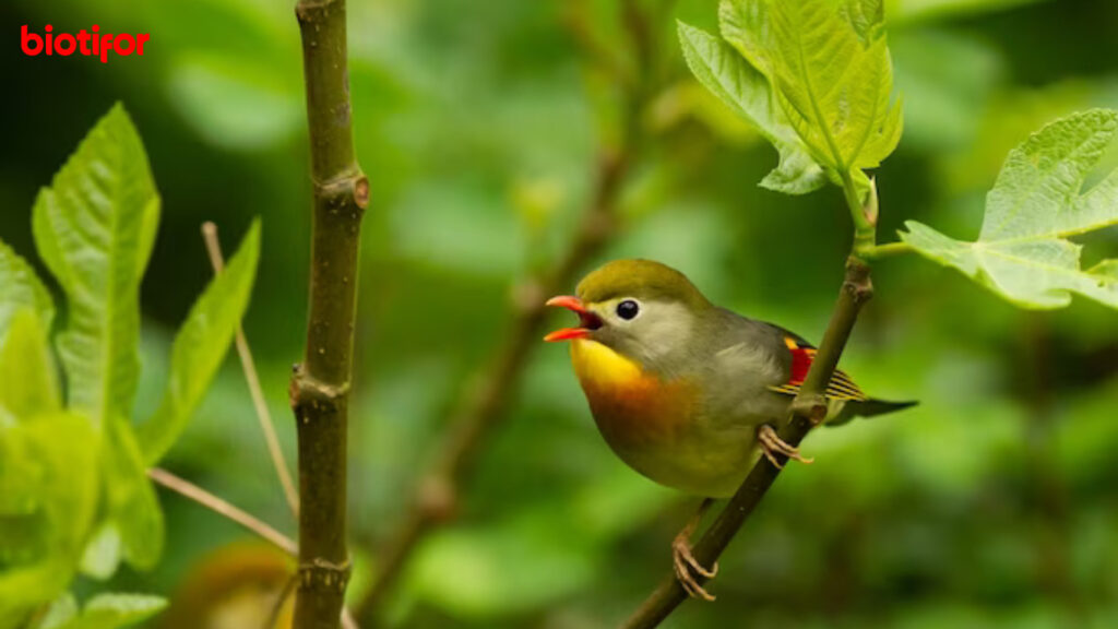 Manfaat Burung Bagi Manusia