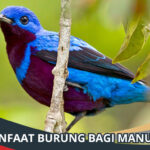 Manfaat Burung Bagi Manusia