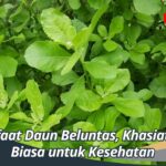 Manfaat Daun Beluntas, Khasiat Luar Biasa untuk Kesehatan