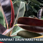 Manfaat Daun Karet Kebo