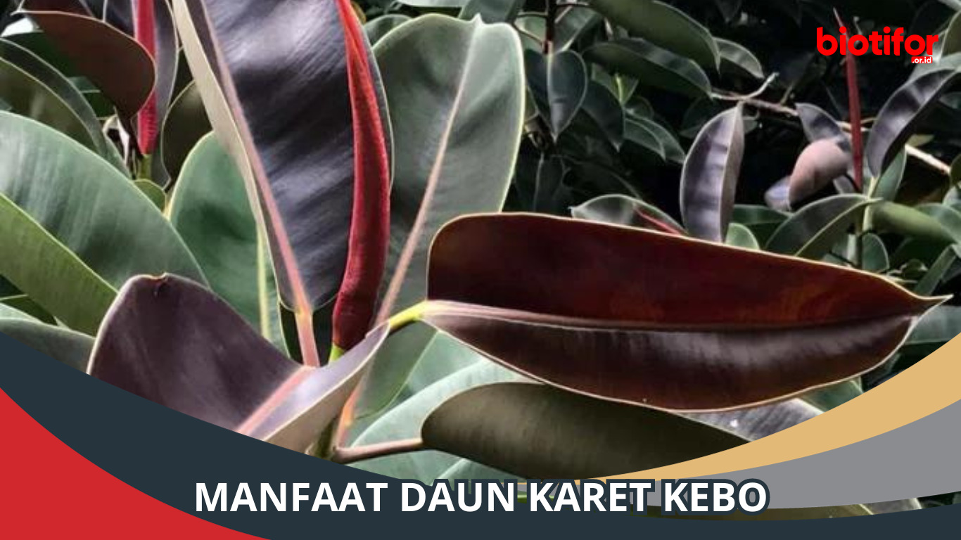 Manfaat Daun Karet Kebo