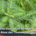 Manfaat Daun Meniran: Khasiat Luar Biasa dari Tanaman Herbal