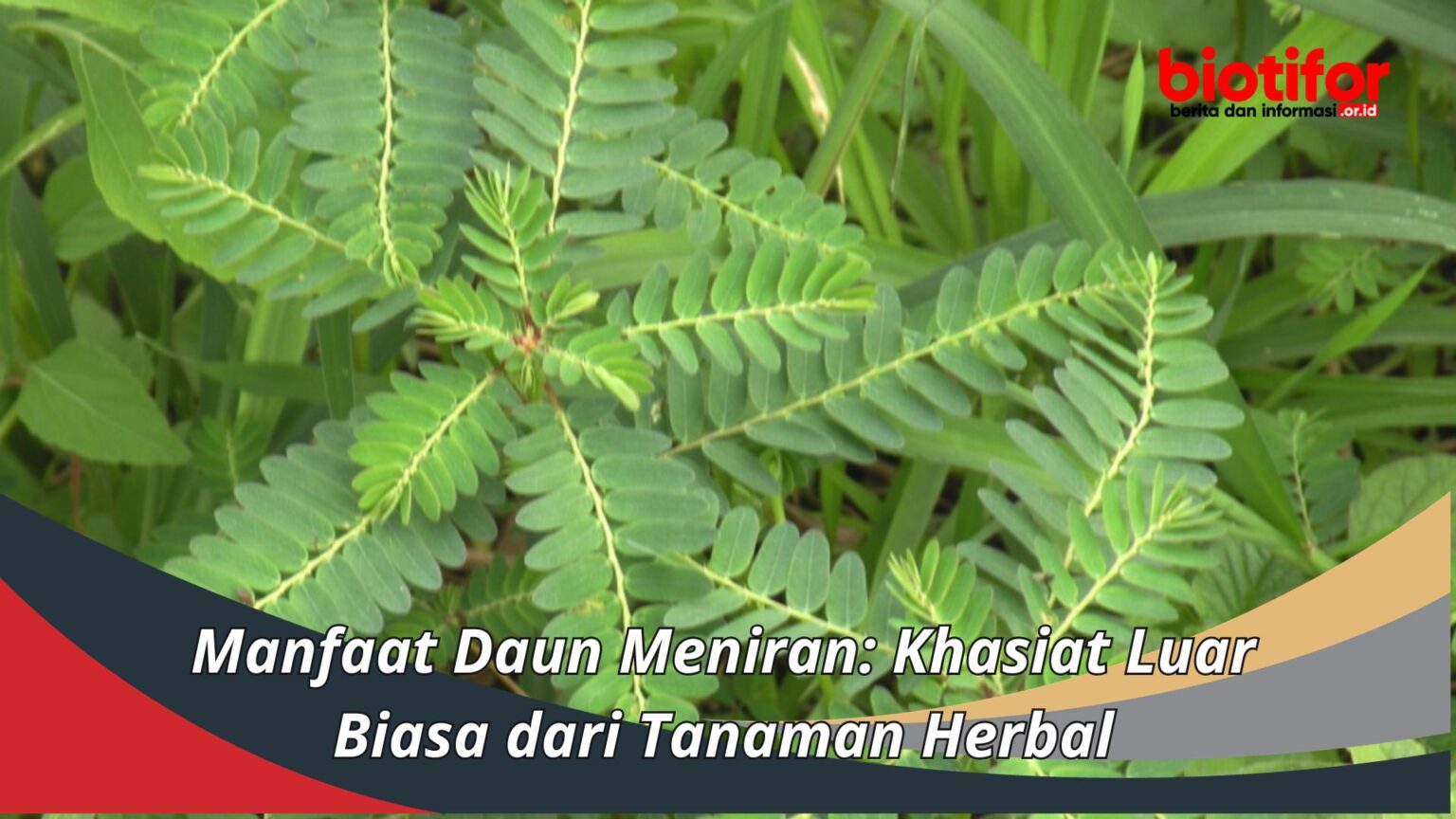 Meniran: Tanaman Herbal Berkhasiat Tinggi dengan Beragam Manfaat Kesehatan