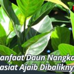 Manfaat Daun Nangka, Khasiat Ajaib Dibaliknya