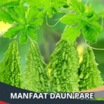 Manfaat Daun Pare