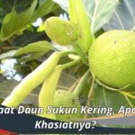 Manfaat Daun Sukun Kering, Apa Saja Khasiatnya?